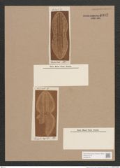 Navicula sp. (de-Toni-Nr.: Genus 1) Zeichnungen Sammlung Grunow Nr. 1342 (NHMW-BOT-W0368278)
